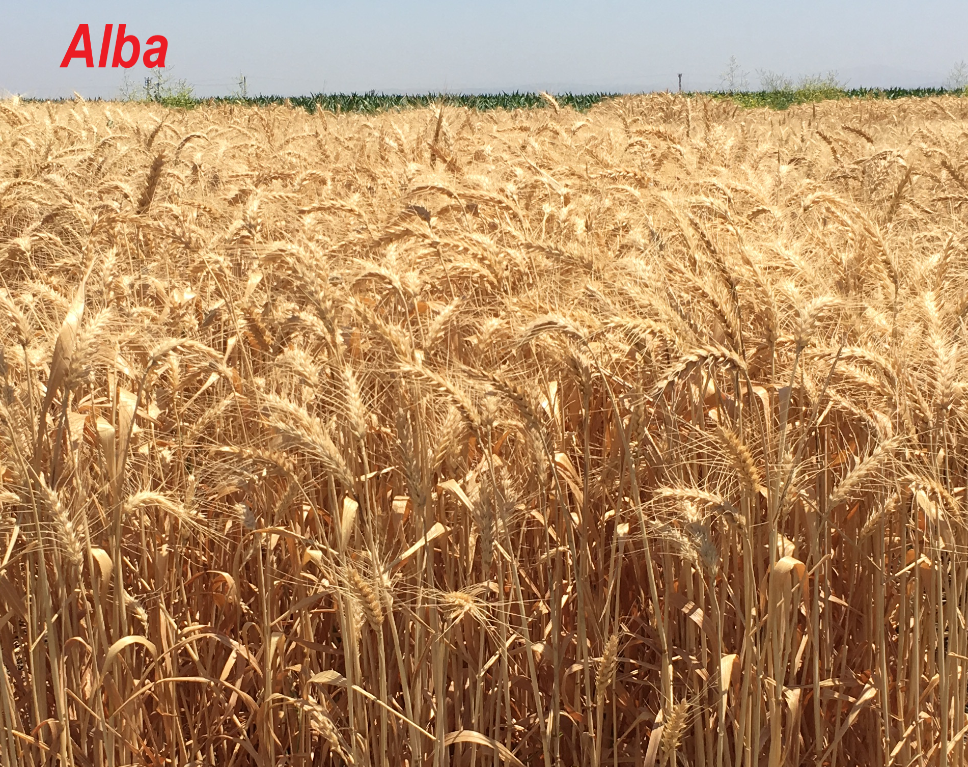 Alba (Yazlık Ekmeklik Buğday)