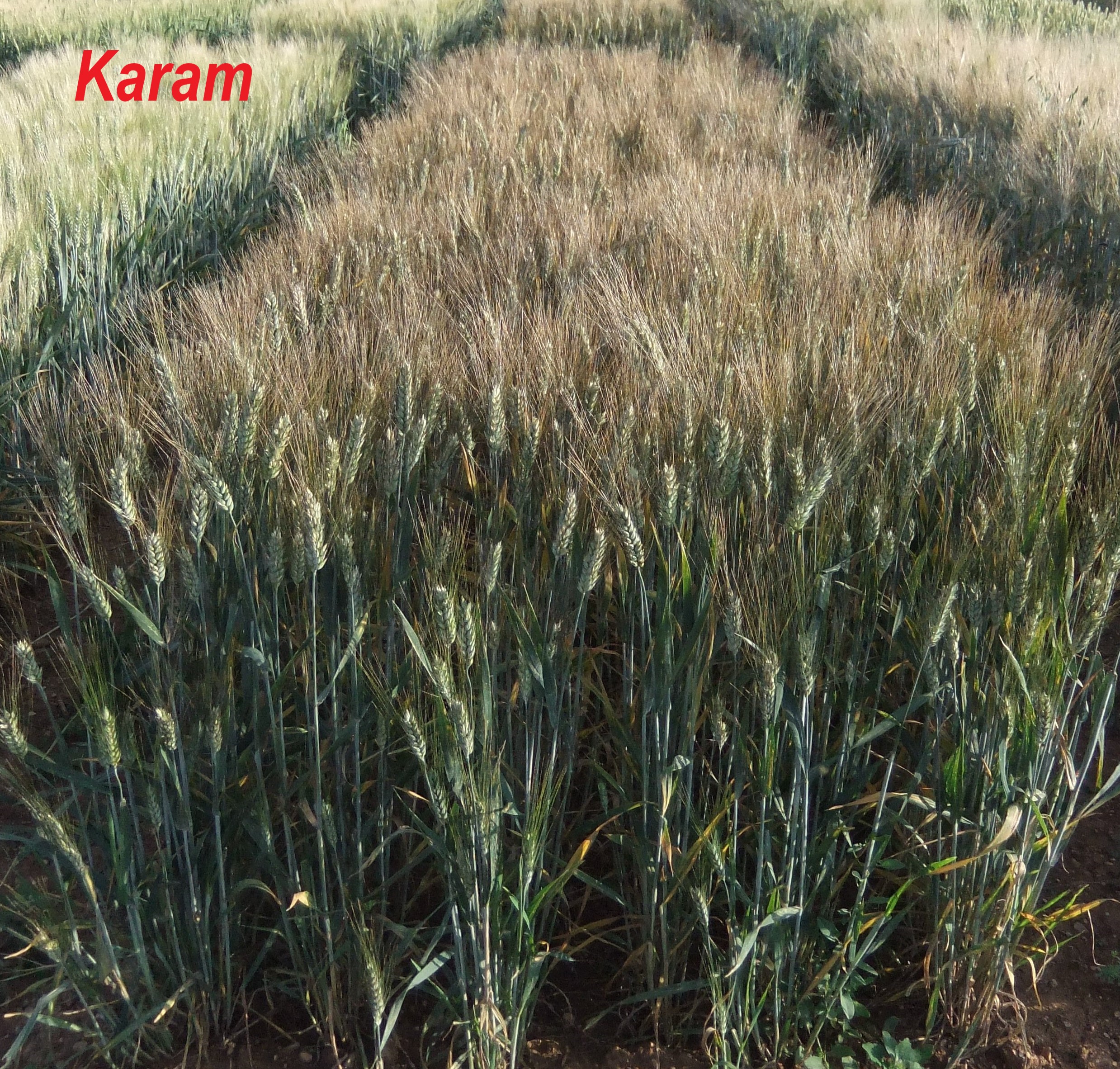 Karam (Kışlık Makarnalık Buğday)